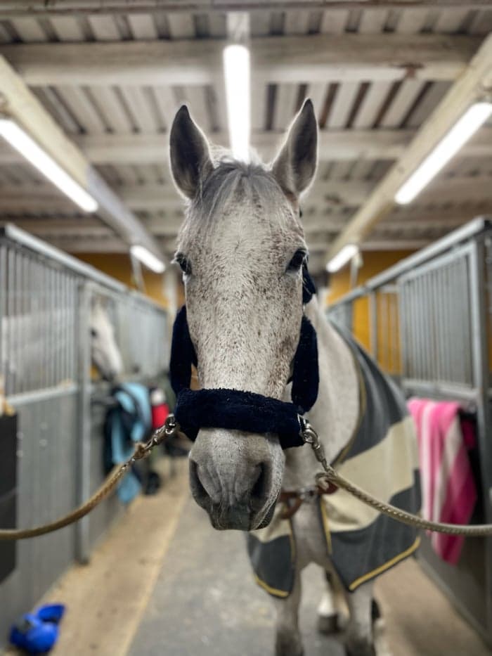 Media 8 of Mezcalero