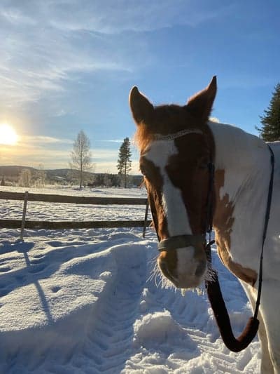 Inlägg 3 av Morganhäst med titeln Kalippo❤️