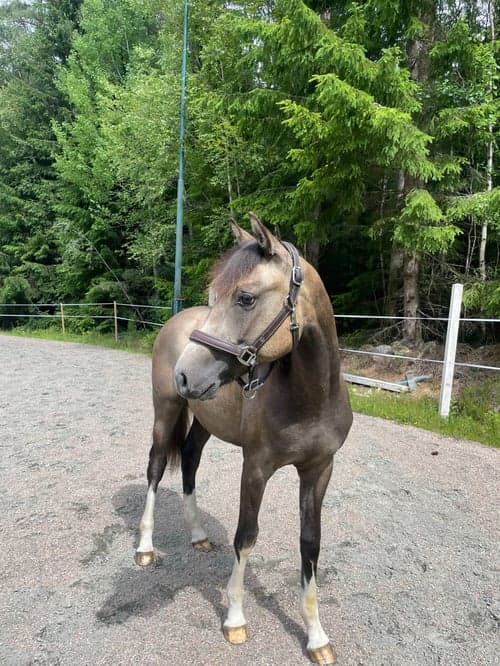 Bild av Social unghäst efter Orchard sweed - Casir ask 