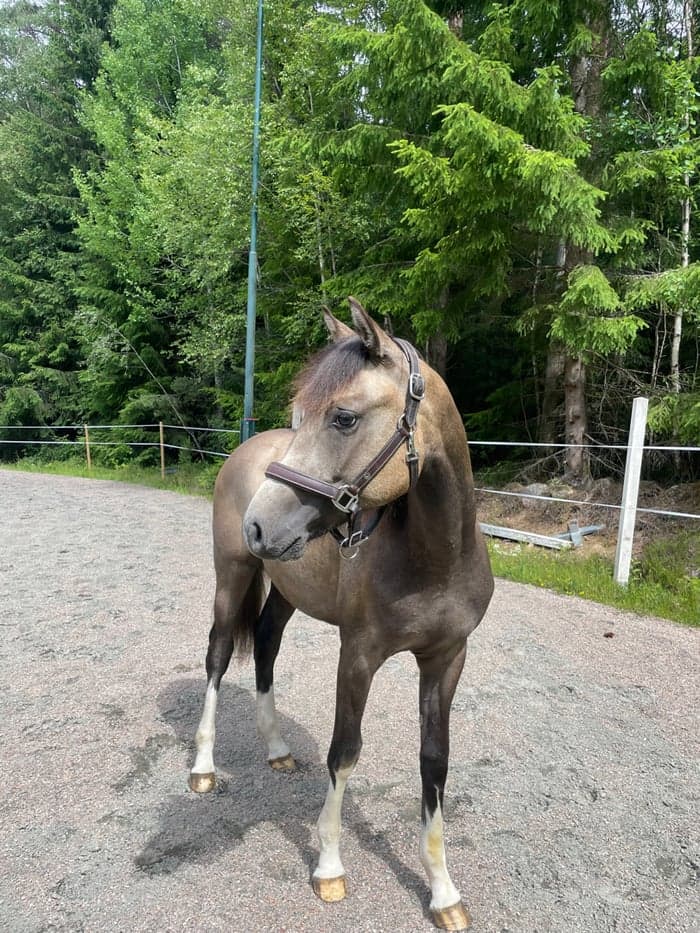 Media 2 av Social unghäst efter Orchard sweed - Casir ask 