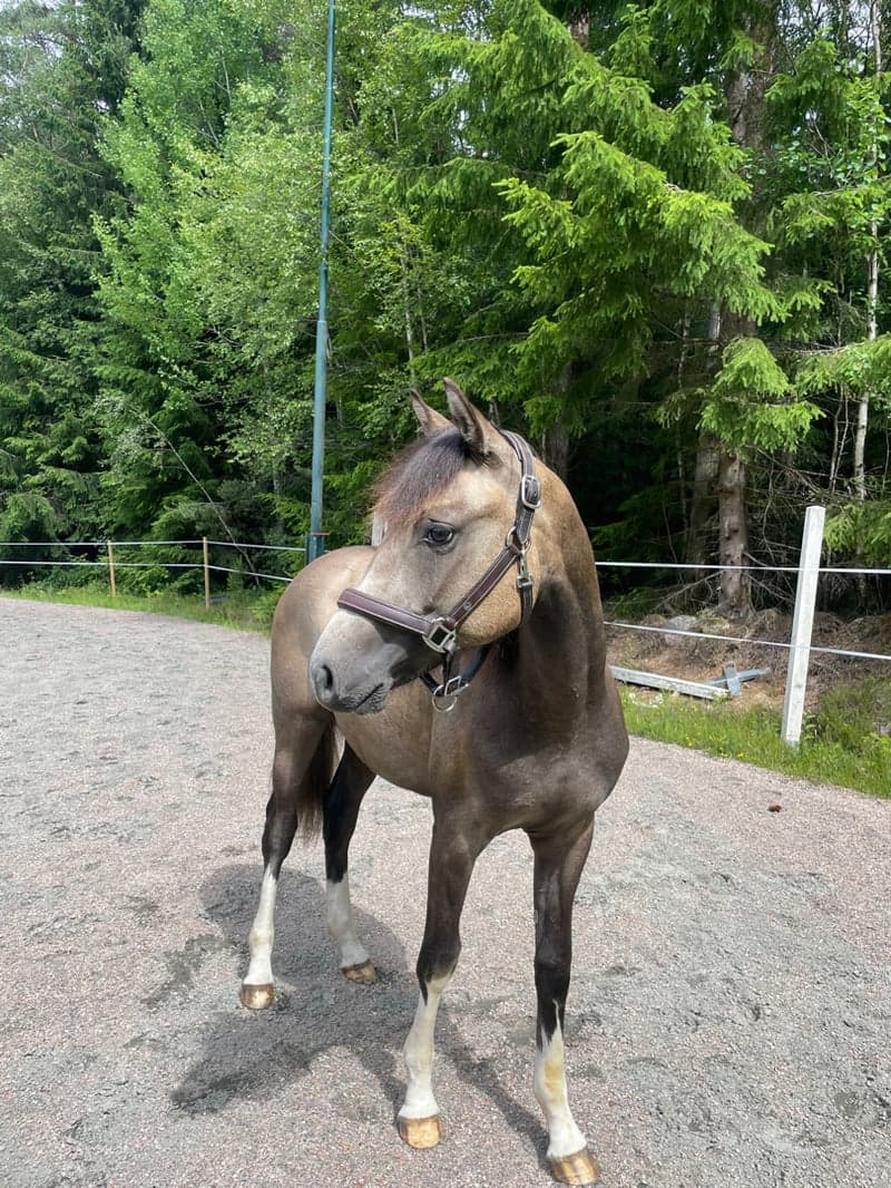 Bild 2 av Social unghäst efter Orchard sweed - Casir ask 