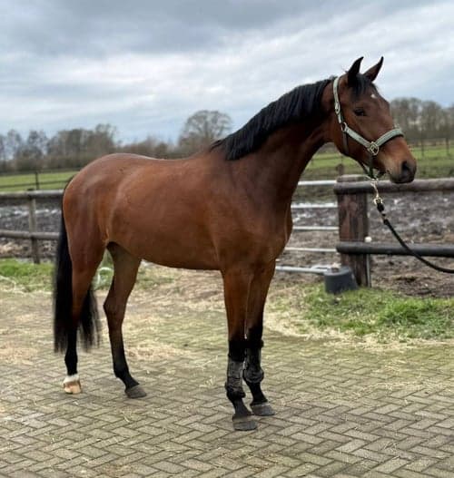 Image of Ett mycket lovande, oinriden 3-årigt sto med fantastisk karaktär