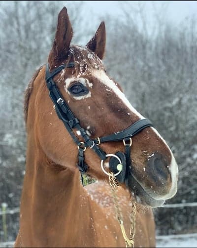 Lintrupgaards Kashmir