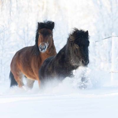 Inlägg 137 av Allround med titeln Snöigt