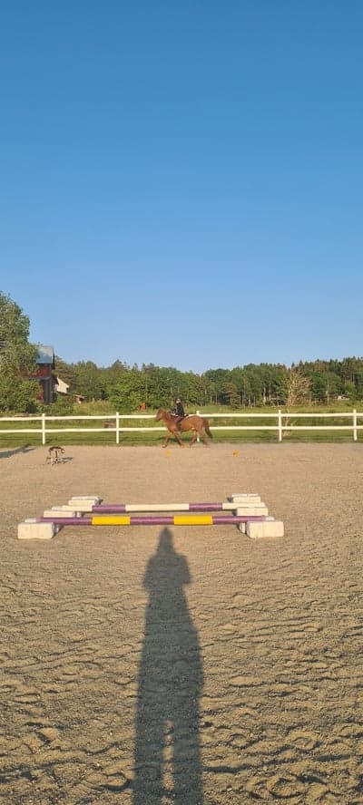 Inlägg 21 av Island med titeln Tur till padocken!