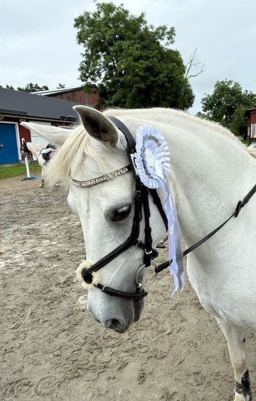 Bild av Trygg, rolig och snäll c-ponny 138cm