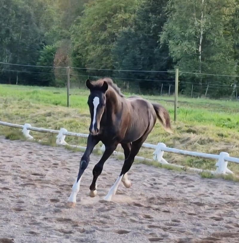 Bild 2 av Freddie Mercury LJ