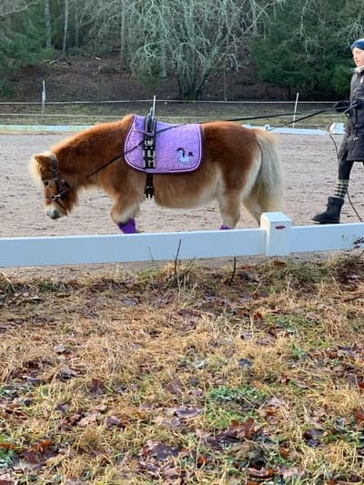 Inlägg 11 av Allround med titeln Nästan ingen hängmage kvar!!