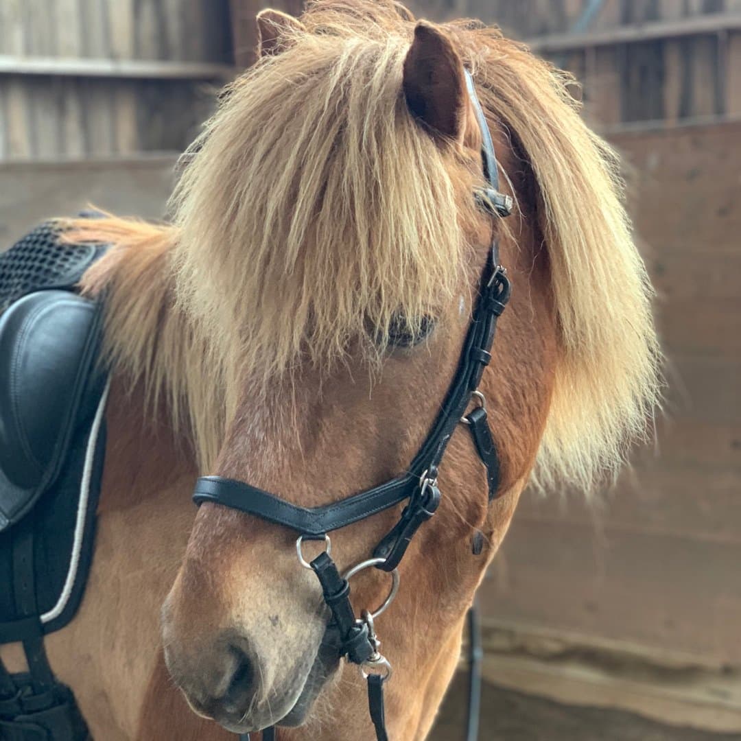 Bild 1 av Aðmirall från Vildängen