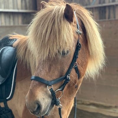 Aðmirall från Vildängen