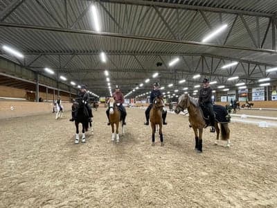 Post 14 of German Riding Pony with title Lag sm 2022