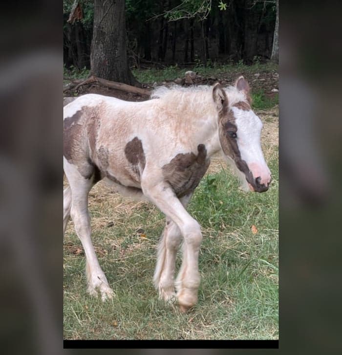 Media 1 av Smokey Black Tobiano Filly