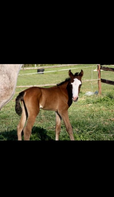 Inlägg 8 av Svensk Ridponny med titeln Sweet Kelly T föddes