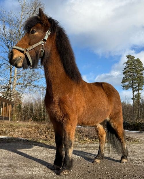 Bild av Trevlig 5 gångare med alla gångarter på plats.