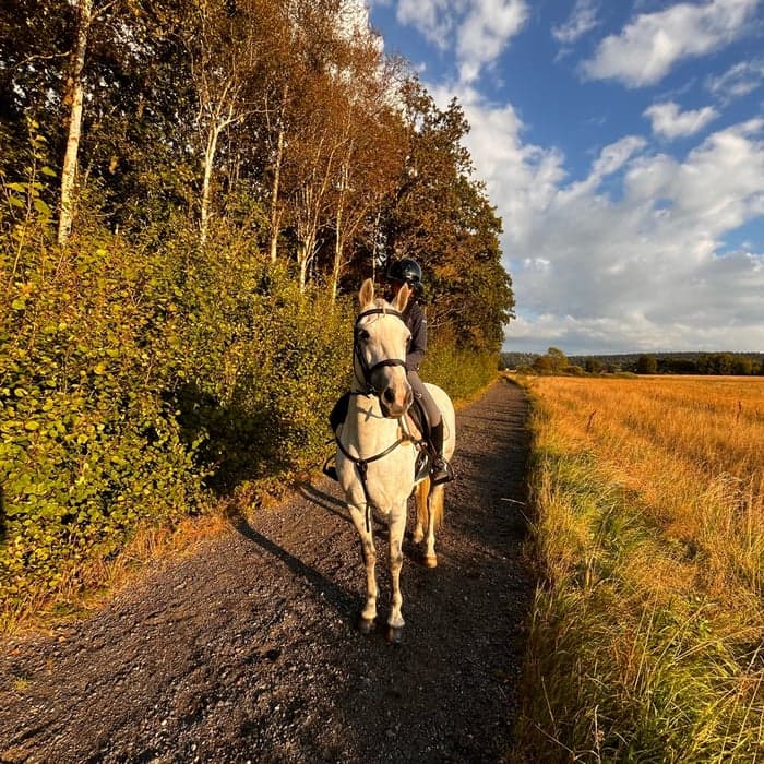 Media 1 of Bränntomts leonora