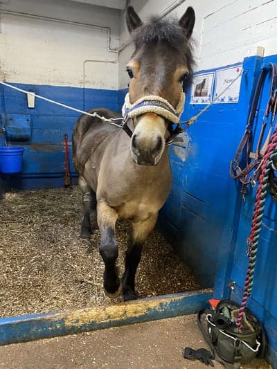 Inlägg 1 av Exmoorponny med titeln Jag vill ha mat NU!!!🥹🫶