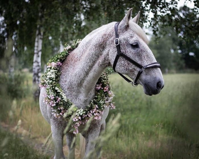 Media 1 of Siglavy Capriola