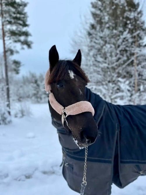 Bild av Riktigt fin hoppglad ridhäst säljes