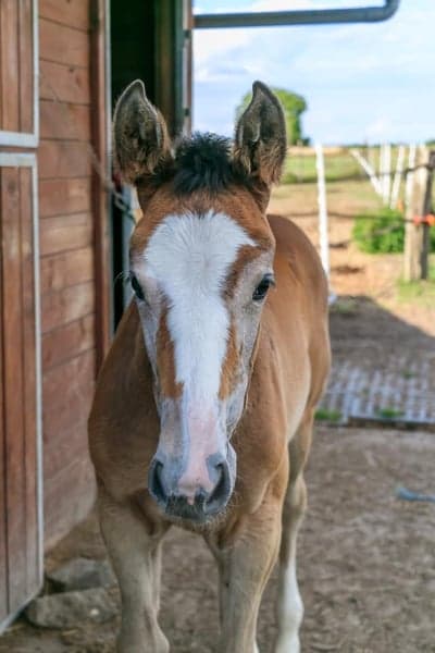 Post 6 of Belgian Warmblood with title 2 månader gammal