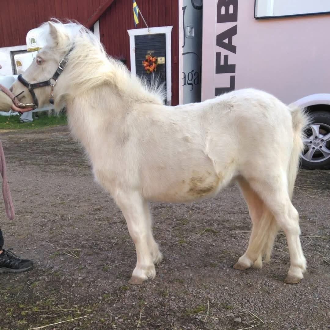 Bild 1 av Lexie's Almanique