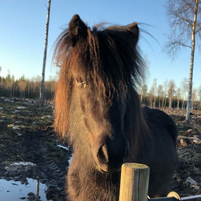 Media 1 av Katla från Fagraryd