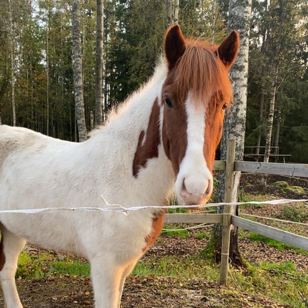 Bild 1 av Hamur frá moeidarhvóli