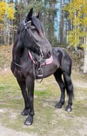 Profilbild av Almas Turmalina