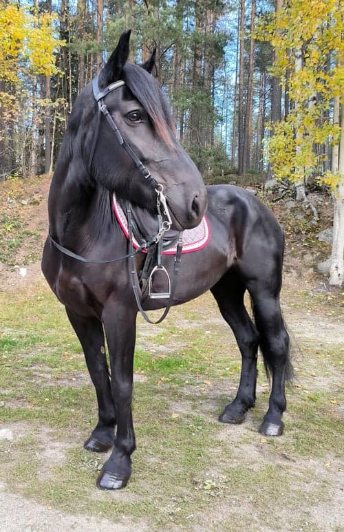 Bild av Kallblodssto i Piteå