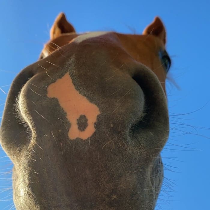 Media 1 av Nitro Cont Nox