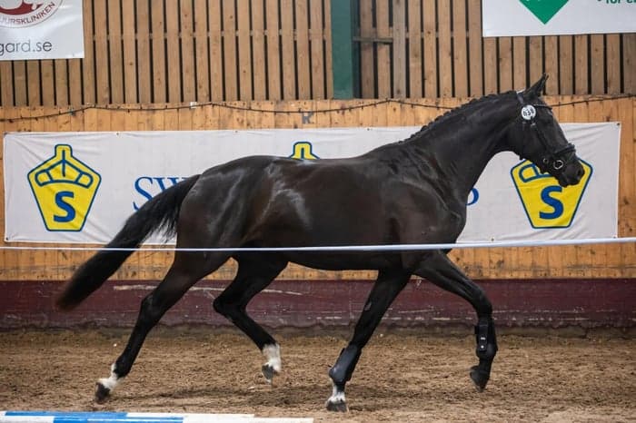 Media 3 av Seraphina Liberty