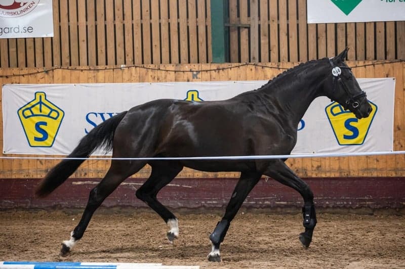 Bild 3 av Seraphina Liberty