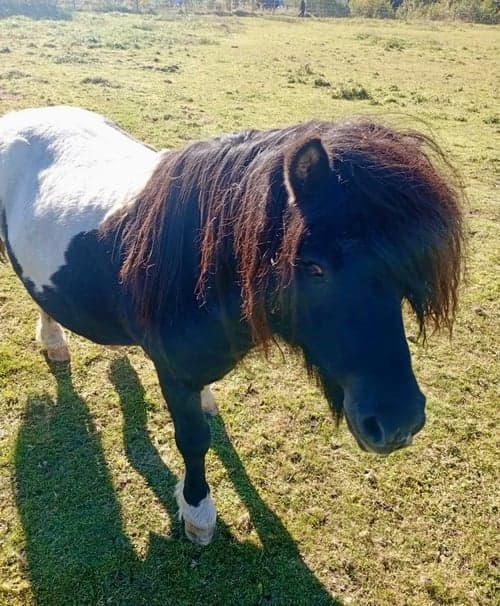 Bild av Snälla Conny söker ny familj