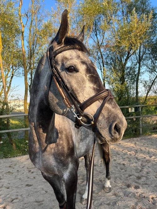 Bild av Fantastisk all-round häst efter Kannatol 