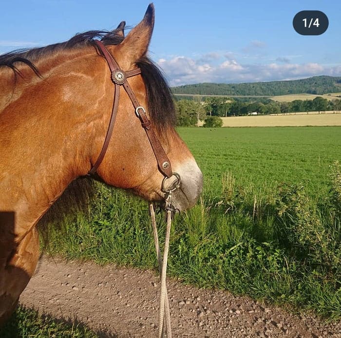 Media 4 av Stallargårdens Caiser