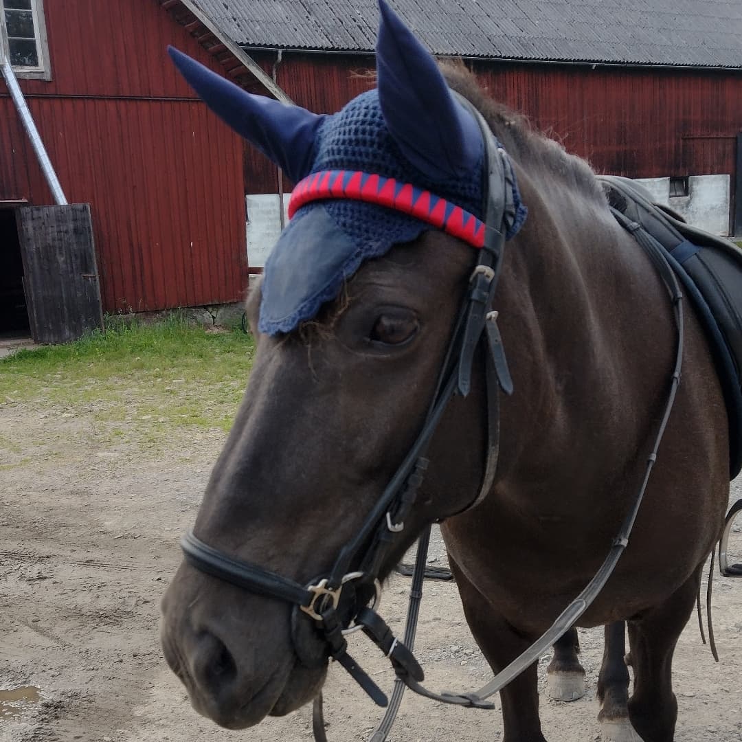 Bild 1 av Pockadis (Disa)