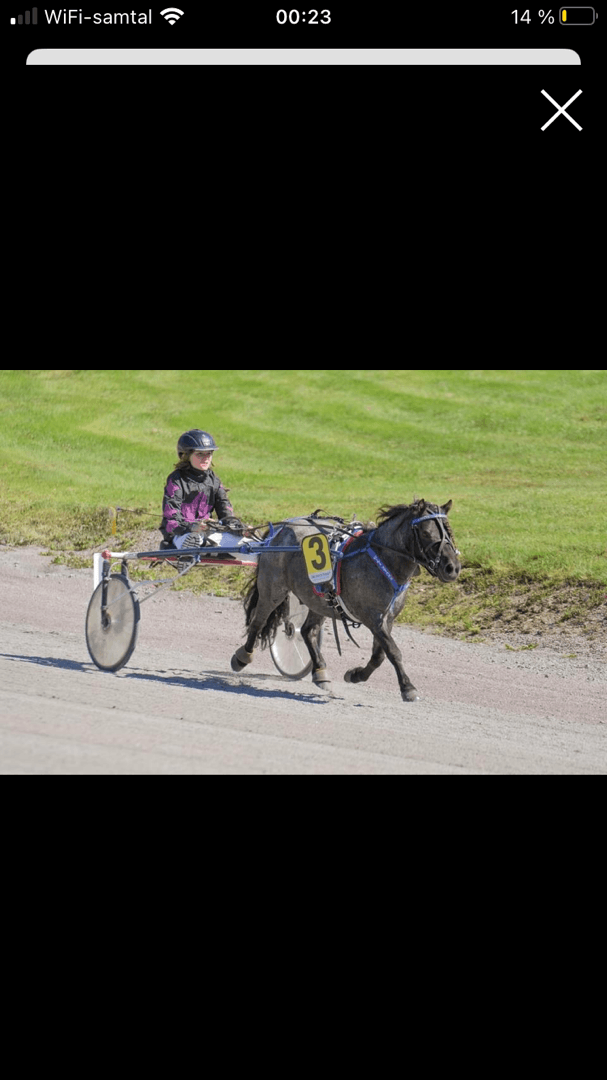 Bild 1 av Sörbyskogens Teddy