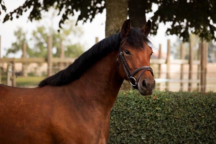 Media 1 av Stackarps Justin