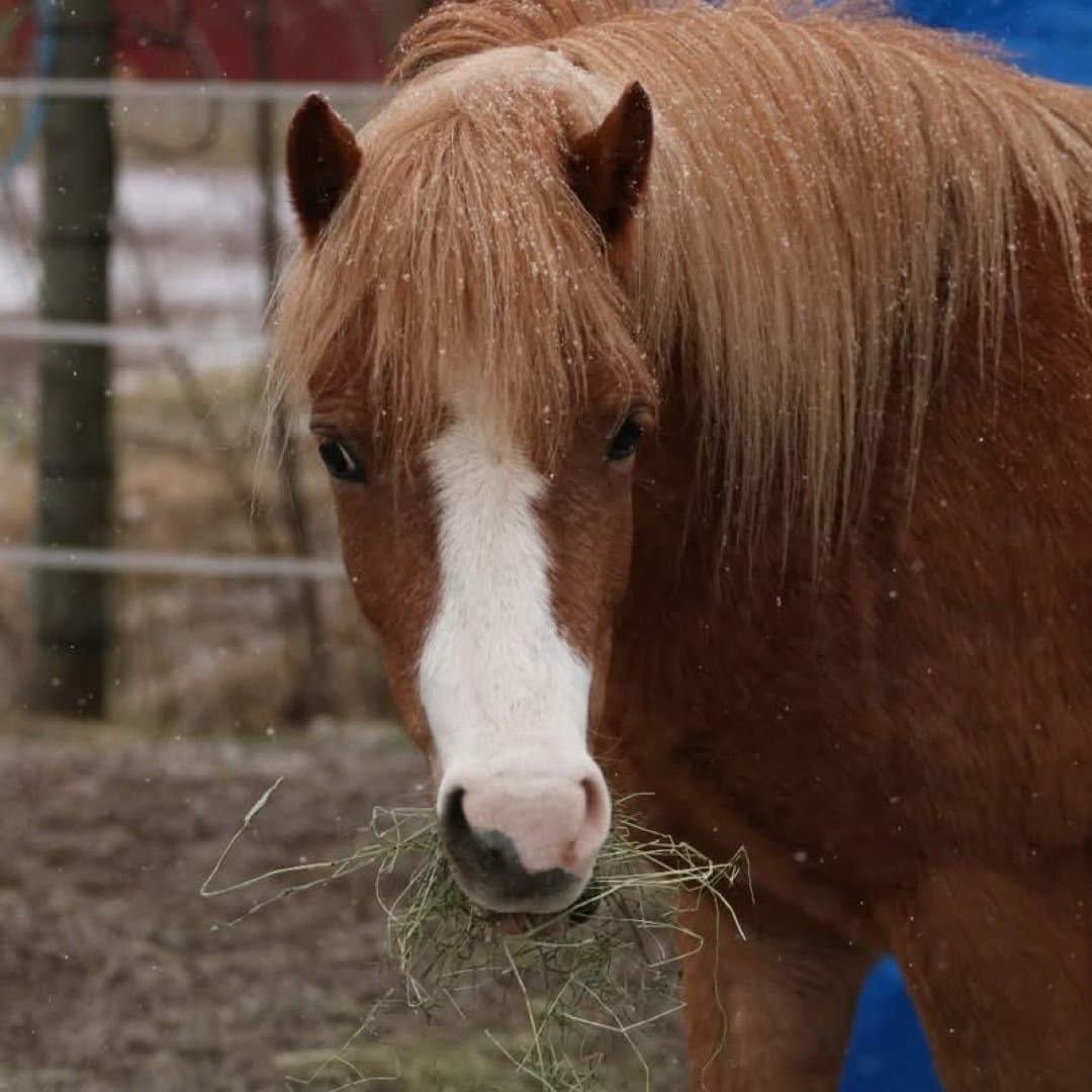 Bild 1 av Shiralee Frontera