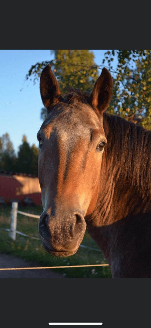 Media 1 av Bella bisquit