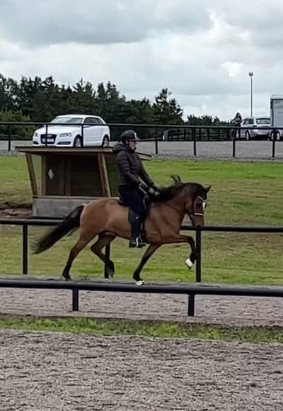 Inlägg 30 av Island