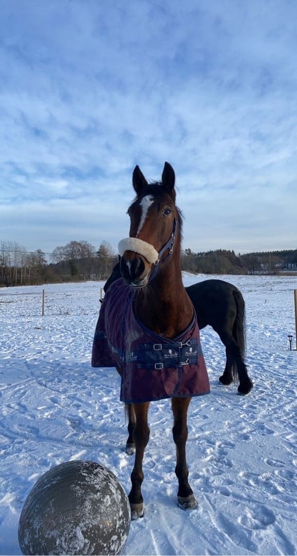 Bild 1 av Shark Kronos