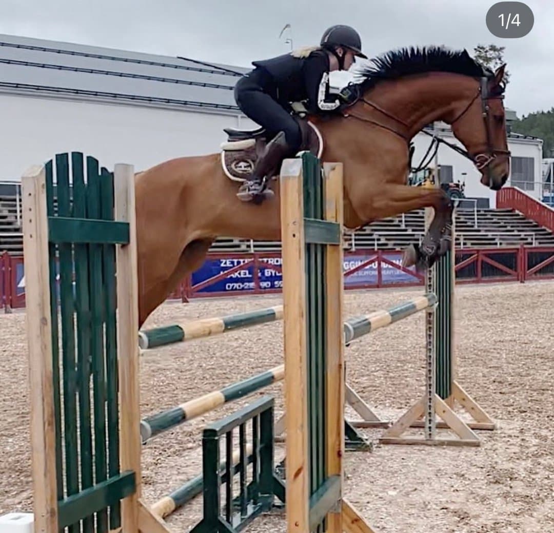 Bild 1 av Swb valack