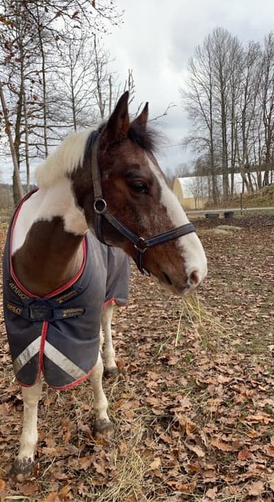 Inlägg 9 av Dansk Sportponny med titeln ❤️❤️❤️