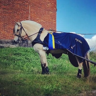 Inlägg 24 av Fjordhäst med titeln Vinst i 6-årschampionatet för fjordhäst I precisionskörning 