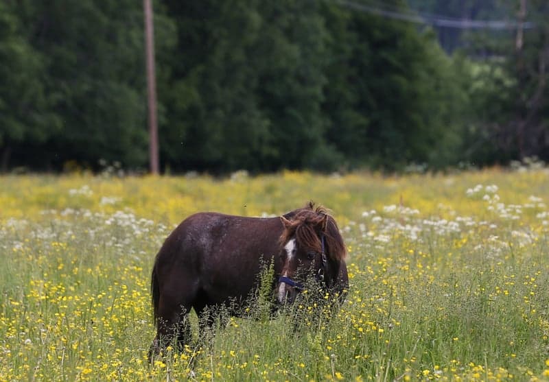 Bild 2 av Maesderi Jack Frost