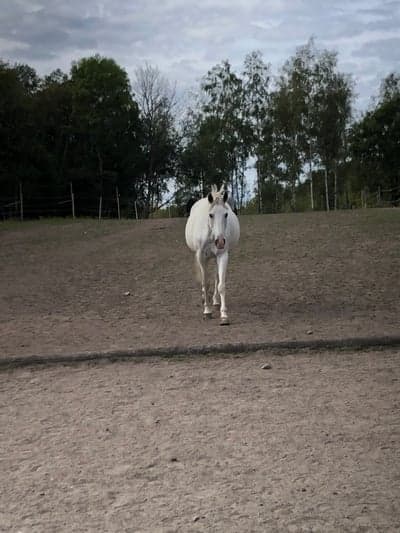 Pandan flyttade hem till oss!