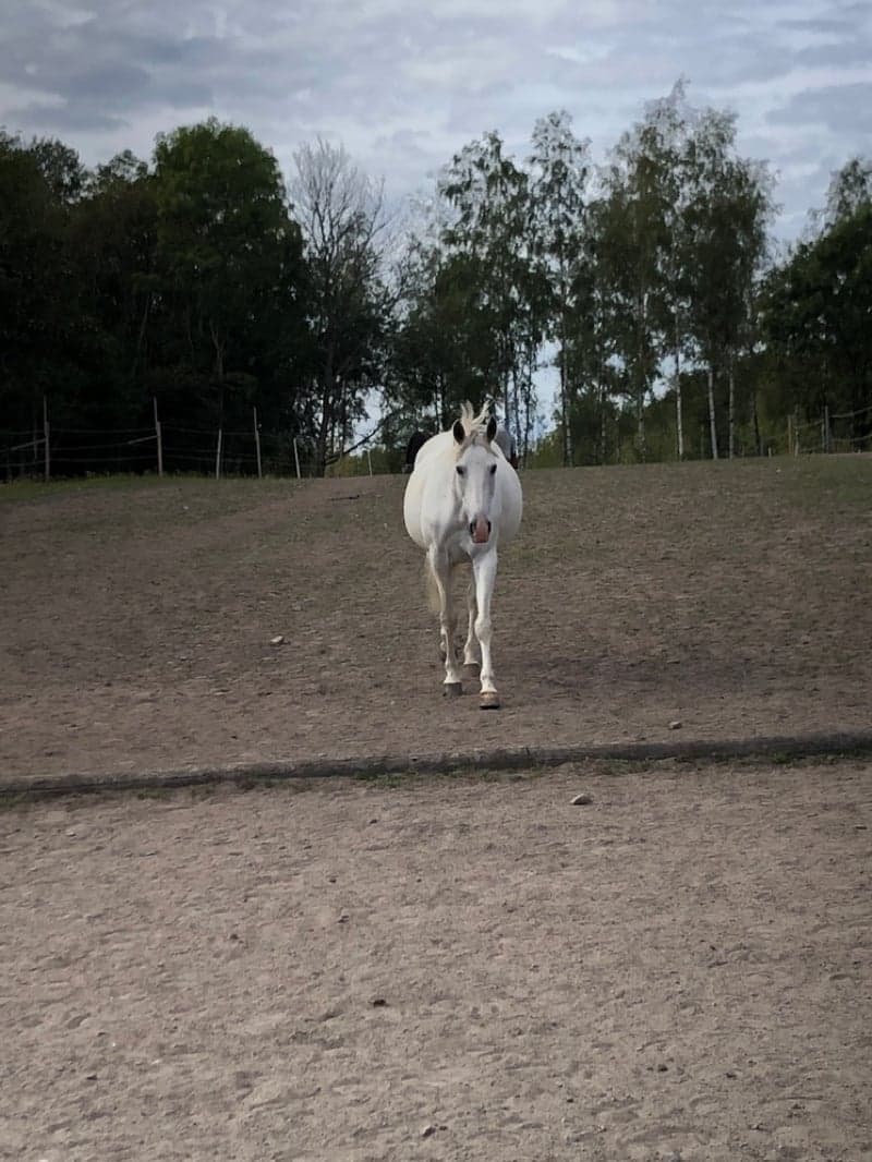 Bild 4 av placeholder text