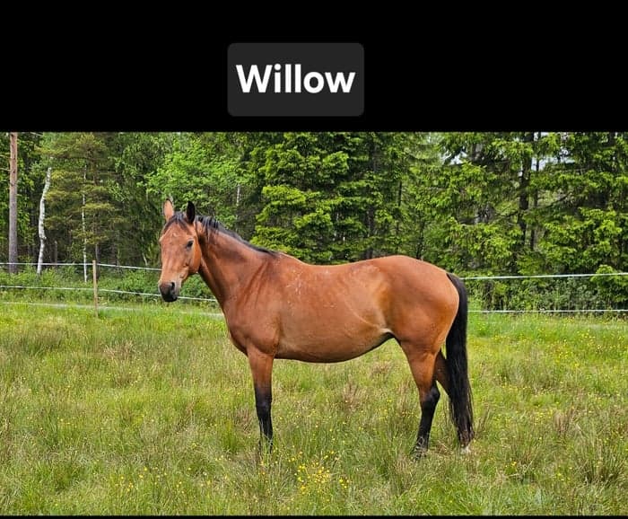 Media 10 of Ákombákom