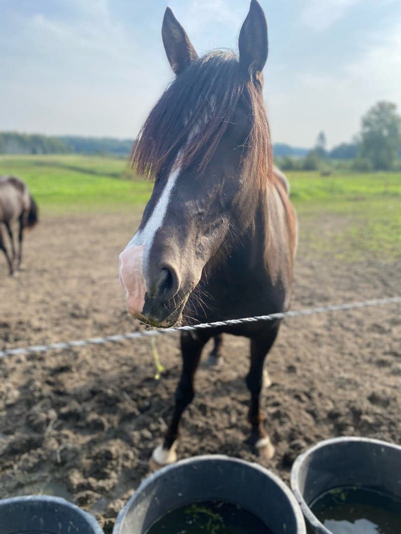 Bild 2 av NORDENS TULA