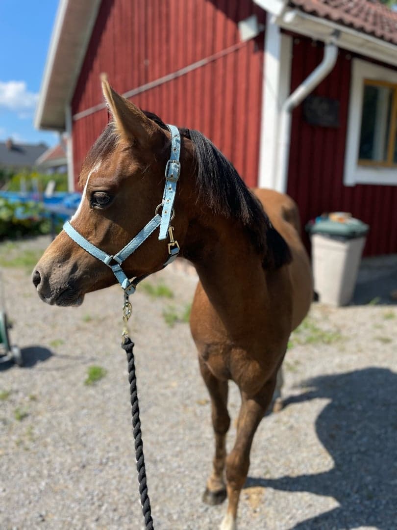 Bild 1 av Bon appetit